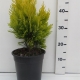 Thuja plicata '4ever Goldy' ES19  C3