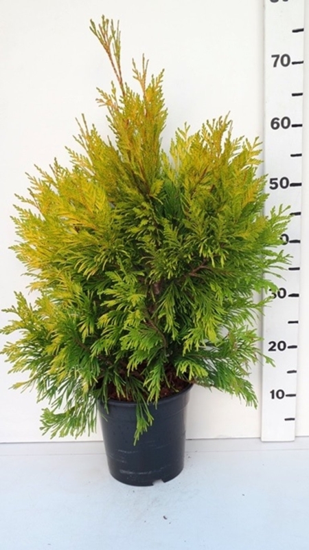 Thuja plicata '4ever Goldy' ES19  C3