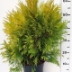 Thuja plicata '4ever Goldy' ES19  C3