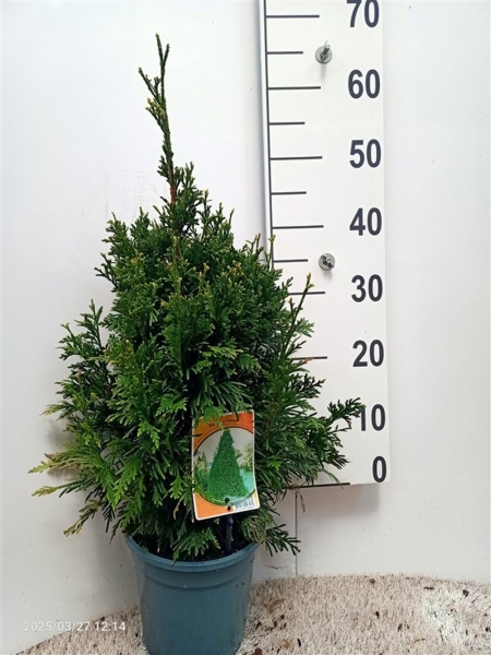Thuja plicata 'Can-Can' ES19  C3