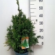Thuja plicata 'Can-Can' ES19  C3