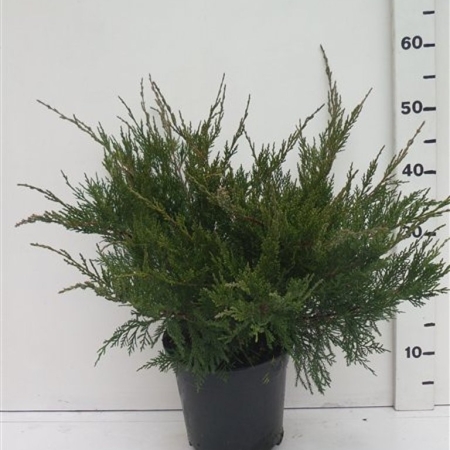 juniperus pfitzeriana 'Mint Julep' ES19  C3