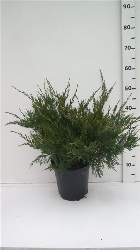 juniperus pfitzeriana 'Mint Julep' ES19  C3