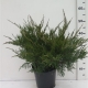 juniperus pfitzeriana 'Mint Julep' ES19  C3